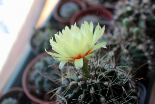 Name:  thelocactus (600 x 401).jpg
Views: 214128
Size:  46.8 KB