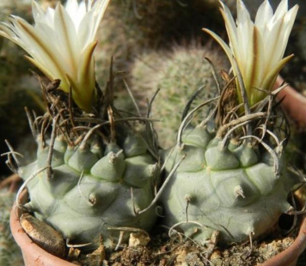 Name:  Turbinicarpus klinkerianus2 (600 x 523).jpg
Views: 214461
Size:  49.1 KB