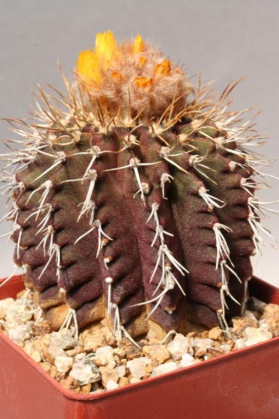 Name:  uebelmannia (600 x 900).jpg
Views: 215716
Size:  66.9 KB