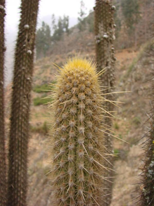 Name:  weberbauerocereus (600 x 800).jpg
Views: 213830
Size:  62.6 KB