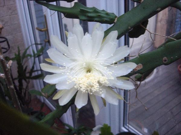 Name:  weberocereus (600 x 450).jpg
Views: 213109
Size:  35.9 KB
