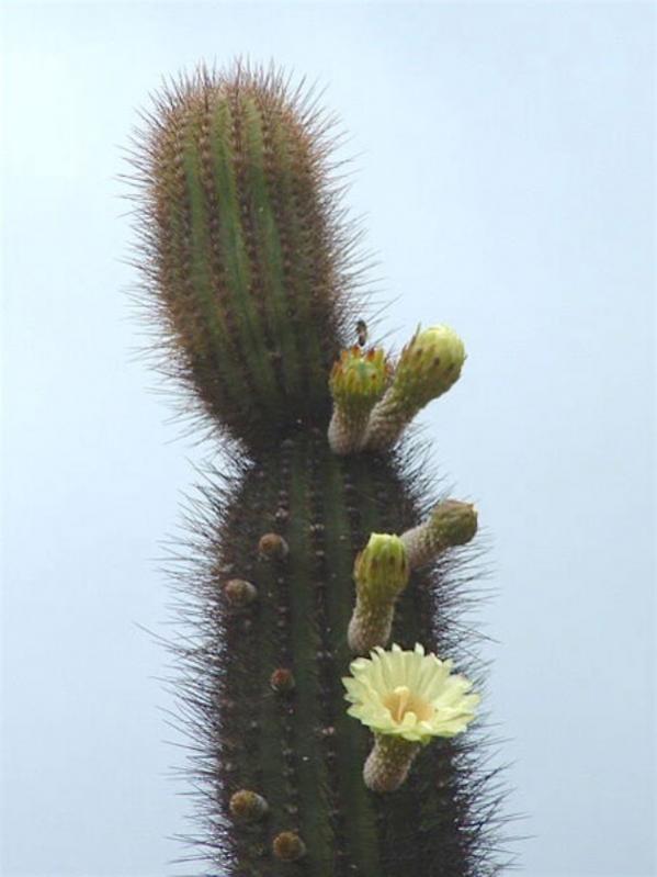 Name:  xpacherocactus (600 x 800).jpg
Views: 213648
Size:  40.4 KB