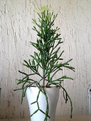 Name:  2f-13.12.2012 - Kopya.jpg
Views: 3919
Size:  32.6 KB