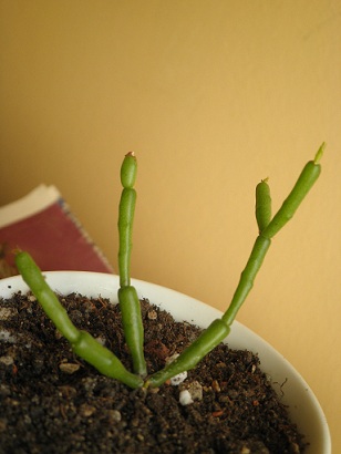 Name:  2a-26.11.2011 - Kopya.JPG
Views: 3047
Size:  59.3 KB