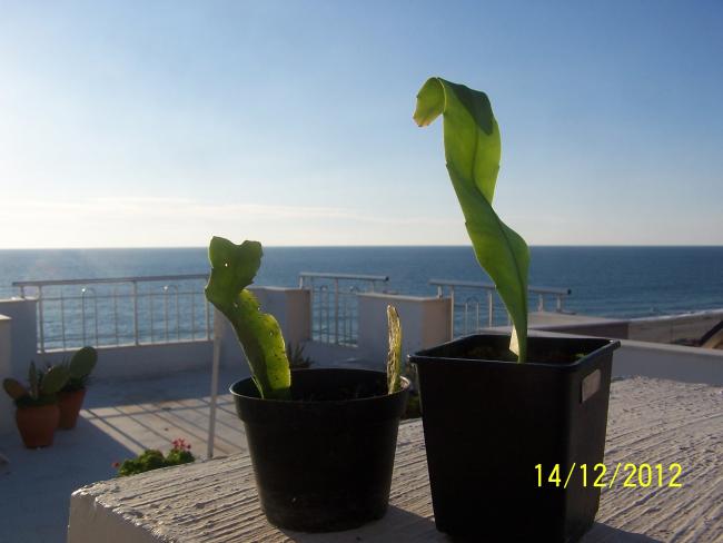 Name:  001.jpg
Views: 836
Size:  30.5 KB
