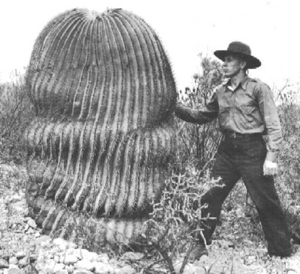 Name:  Echinocactus platyacanthus.jpg
Views: 1860
Size:  54.7 KB