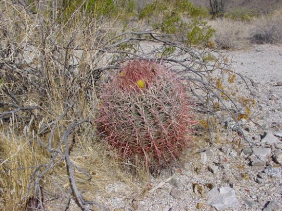 Name:  Ferocactus cylindraceus.jpg
Views: 1927
Size:  71.3 KB