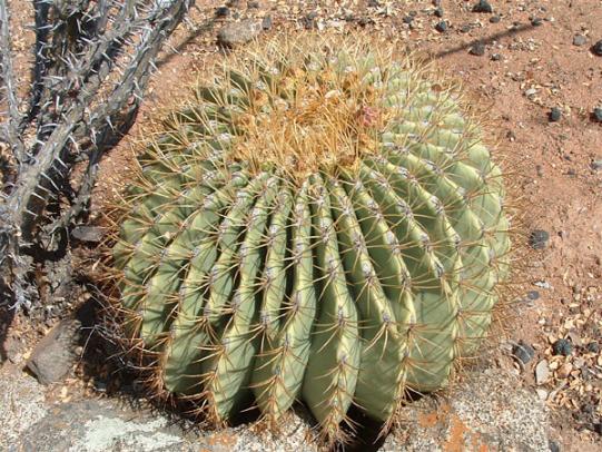 Name:  Ferocactus diguetii.jpg
Views: 1901
Size:  71.9 KB