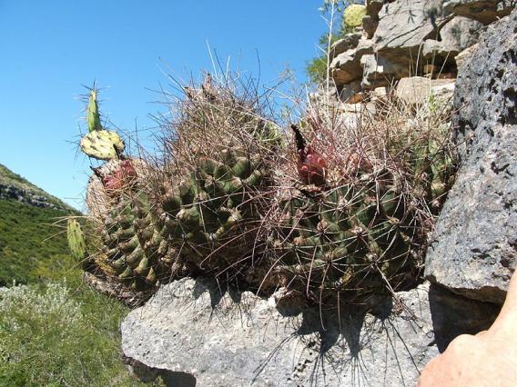 Name:  Ferocactus hamatacanthus.jpg
Views: 1934
Size:  72.1 KB
