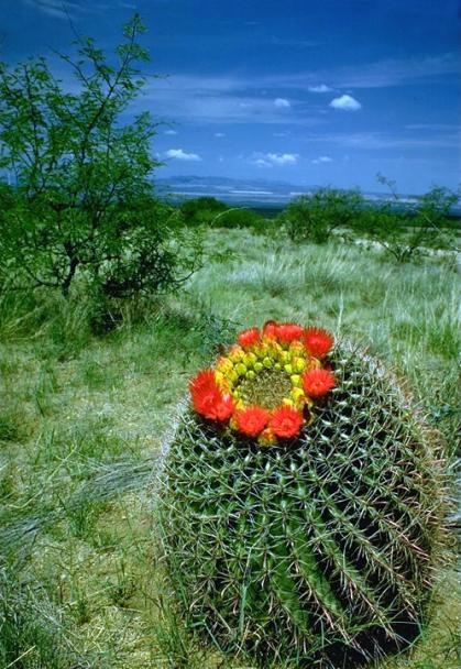 Name:  Ferocactus wislizeni.jpg
Views: 1839
Size:  67.2 KB