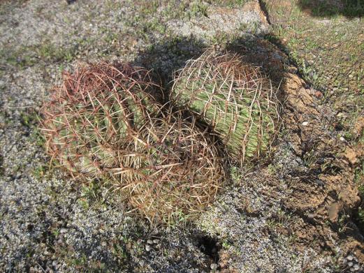 Name:  Ferocactus viridescens.jpg
Views: 1810
Size:  74.5 KB