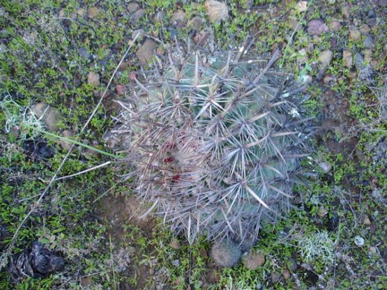 Name:  Ferocactus fordii.jpg
Views: 1931
Size:  71.3 KB