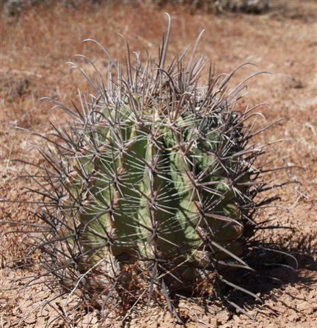 Name:  Ferocactus santa-maria.jpg
Views: 1892
Size:  58.6 KB