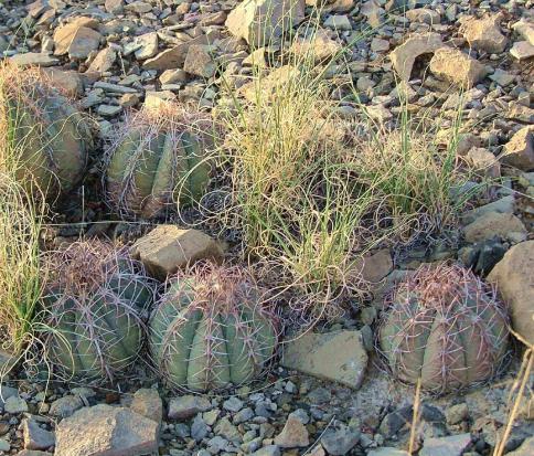 Name:  ECHINOCACTUS horizonthalonius.jpg
Views: 2041
Size:  72.9 KB
