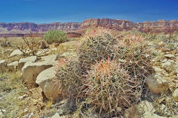 Name:  Echinocactus polycephalus var. xeranthemoides.jpg
Views: 1957
Size:  71.4 KB