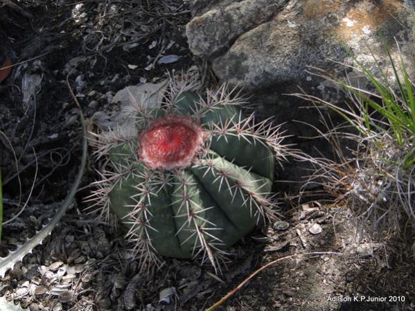 Name:  Melocactus bahiensis.jpg
Views: 8575
Size:  66.8 KB