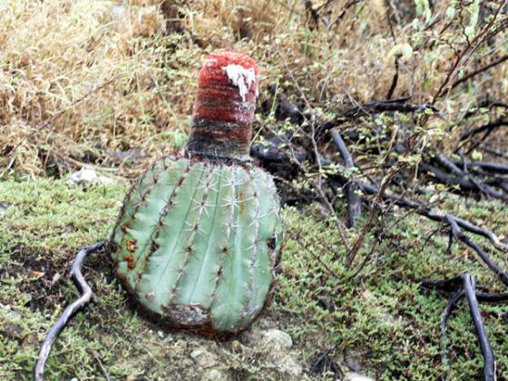 Name:  Melocactus bellavistensis.jpg
Views: 7254
Size:  71.5 KB