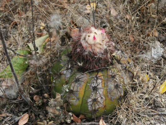 Name:  Melocactus dawsonii.jpg
Views: 6934
Size:  55.7 KB