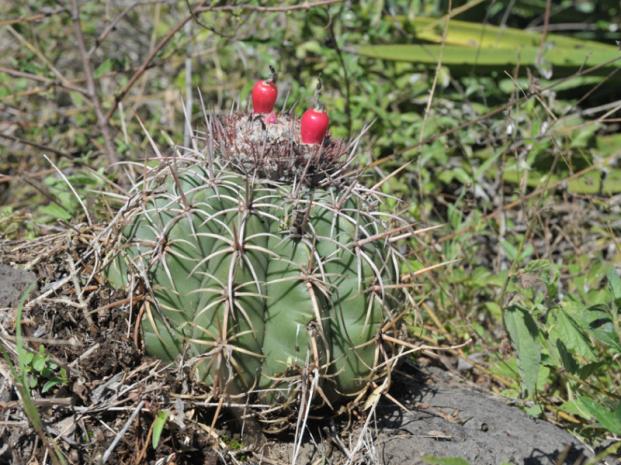 Name:  MELOCACTUS delessertianus.jpg
Views: 8444
Size:  72.0 KB