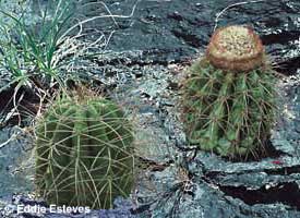 Name:  Melocactus estevesii.jpg
Views: 6443
Size:  19.8 KB