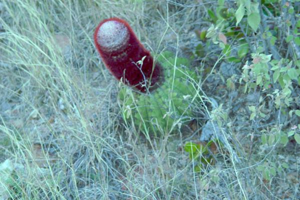 Name:  Melocactus intortus.jpg
Views: 7335
Size:  53.3 KB