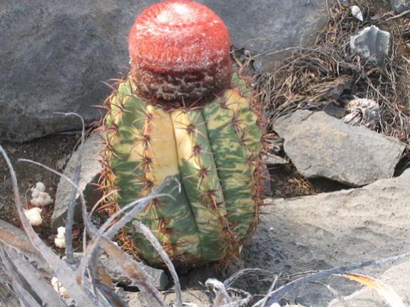 Name:  Melocactus levitestatus f. variegata.jpg
Views: 7740
Size:  55.5 KB