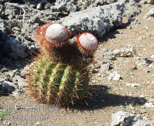Name:  Melocactus macracanthos.jpg
Views: 7271
Size:  69.7 KB