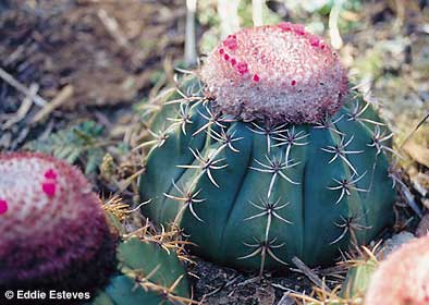 Name:  Melocactus braunii.jpg
Views: 7260
Size:  25.7 KB