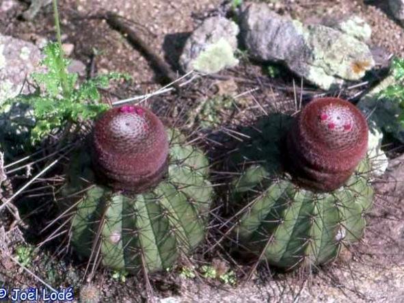 Name:  Melocactus oreas.jpg
Views: 8805
Size:  60.9 KB