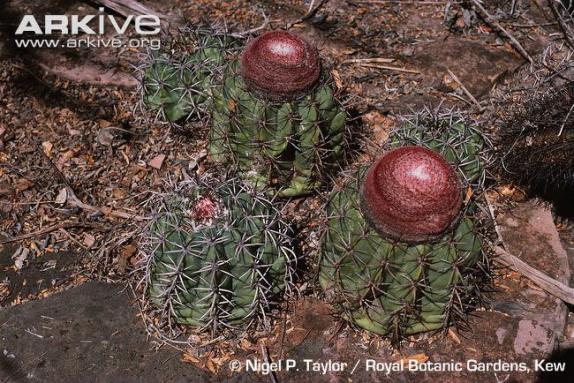 Name:  Melocactus pachyacanthus.jpg
Views: 7025
Size:  71.1 KB