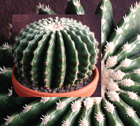 Name:  Echinocactus grusonii kurzdornig.jpg
Views: 8257
Size:  44.3 KB