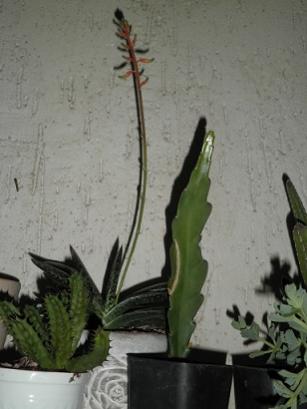 Name:  P1310003 - Kopya.jpg
Views: 2288
Size:  19.1 KB