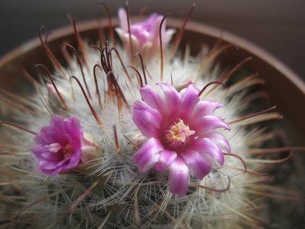 Name:  m. bombycina.JPG
Views: 11750
Size:  37.7 KB