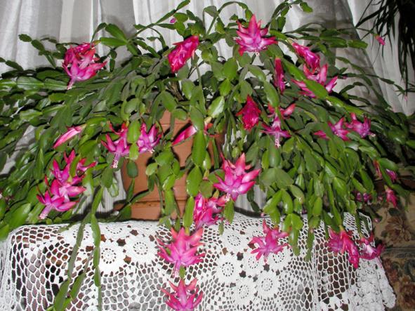 Name:  SANY0003.jpg
Views: 9651
Size:  73.3 KB