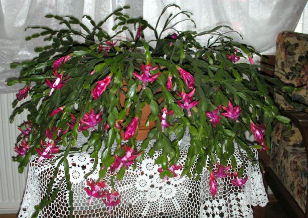 Name:  SANY0002.jpg
Views: 7591
Size:  71.9 KB