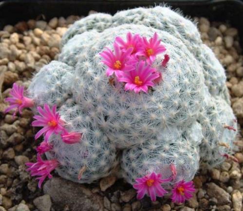 Name:  mammillaria humboldtii.jpg
Views: 14376
Size:  42.4 KB