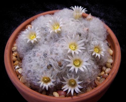 Name:  mammillaria plumosa.jpg
Views: 15213
Size:  30.7 KB