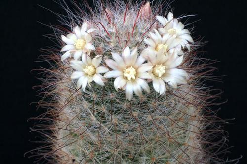 Name:  mammillaria seideliana.jpg
Views: 13142
Size:  41.3 KB