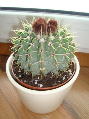 Name:  Notocaktus.jpg
Views: 11466
Size:  28.9 KB