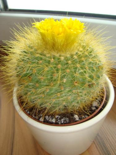Name:  Parodia Chrysocantha.jpg
Views: 11521
Size:  31.6 KB