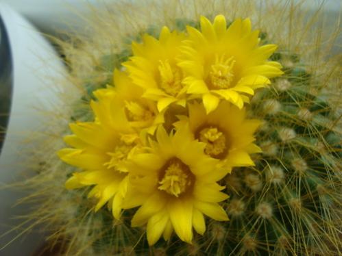 Name:  Parodia Chrysocantha 1.jpg
Views: 11444
Size:  26.9 KB