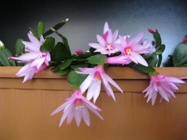 Name:  rhipsalipdopsis2.jpg
Views: 1418
Size:  32.2 KB