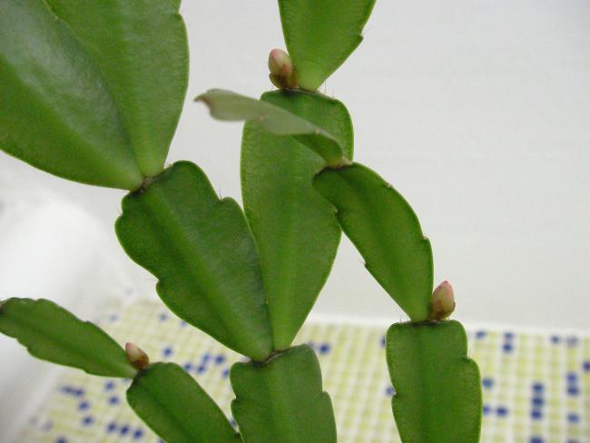 Name:  yilbasi01.jpg
Views: 7456
Size:  29.3 KB