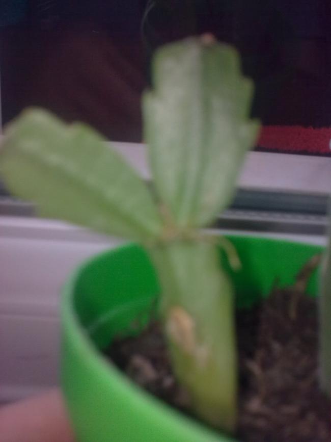 Name:  Grnt0431.jpg
Views: 3385
Size:  29.1 KB