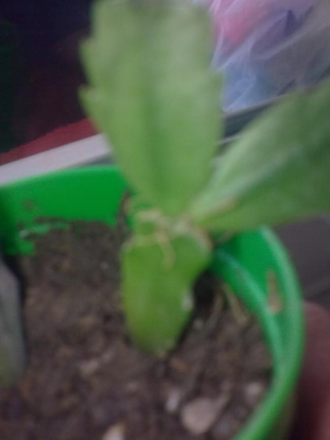 Name:  Grnt0433.jpg
Views: 3350
Size:  31.2 KB