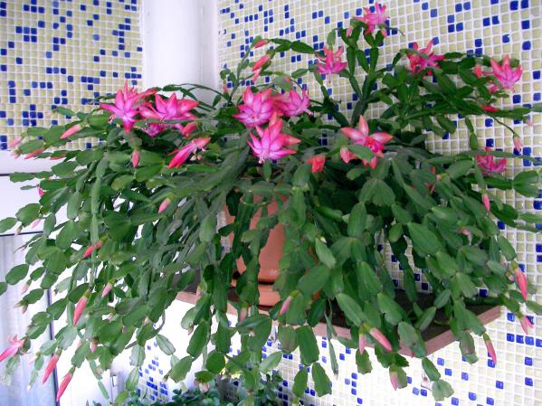 Name:  yilbasi01.jpg
Views: 21448
Size:  72.5 KB