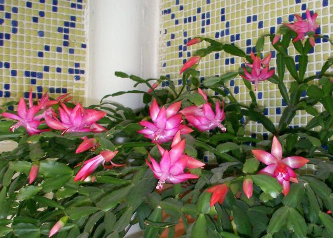 Name:  yilbasi03.jpg
Views: 27605
Size:  62.8 KB