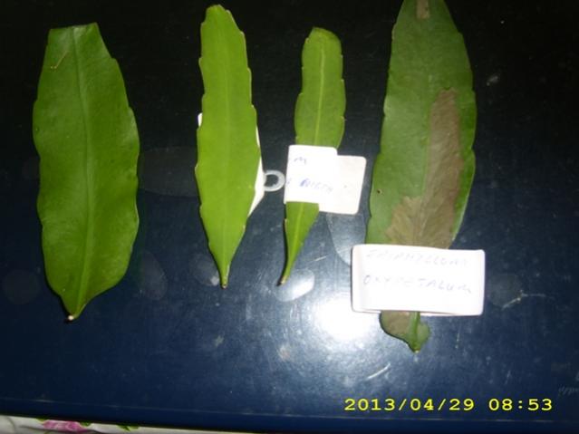 Name:  DSCI5474.jpg
Views: 665
Size:  28.4 KB