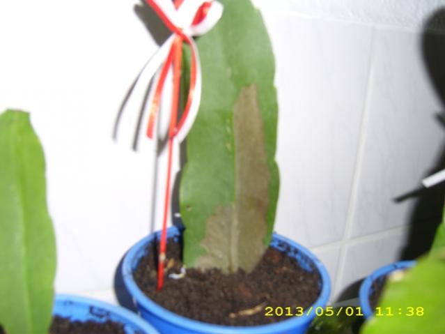 Name:  DSCI5491.jpg
Views: 695
Size:  24.3 KB