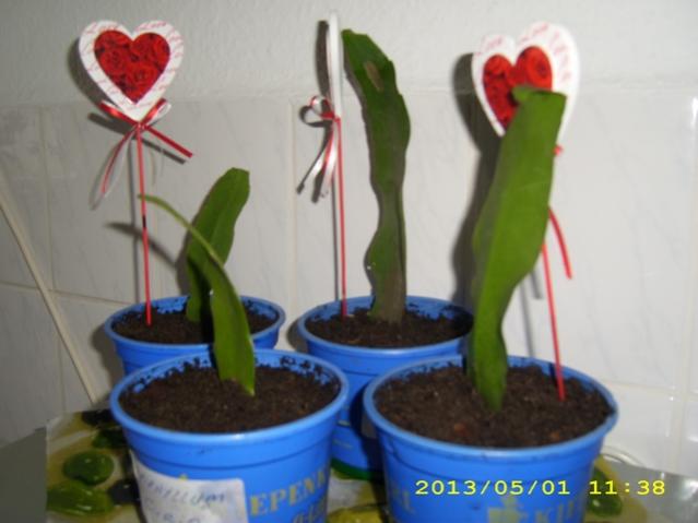 Name:  DSCI5493.jpg
Views: 692
Size:  31.6 KB